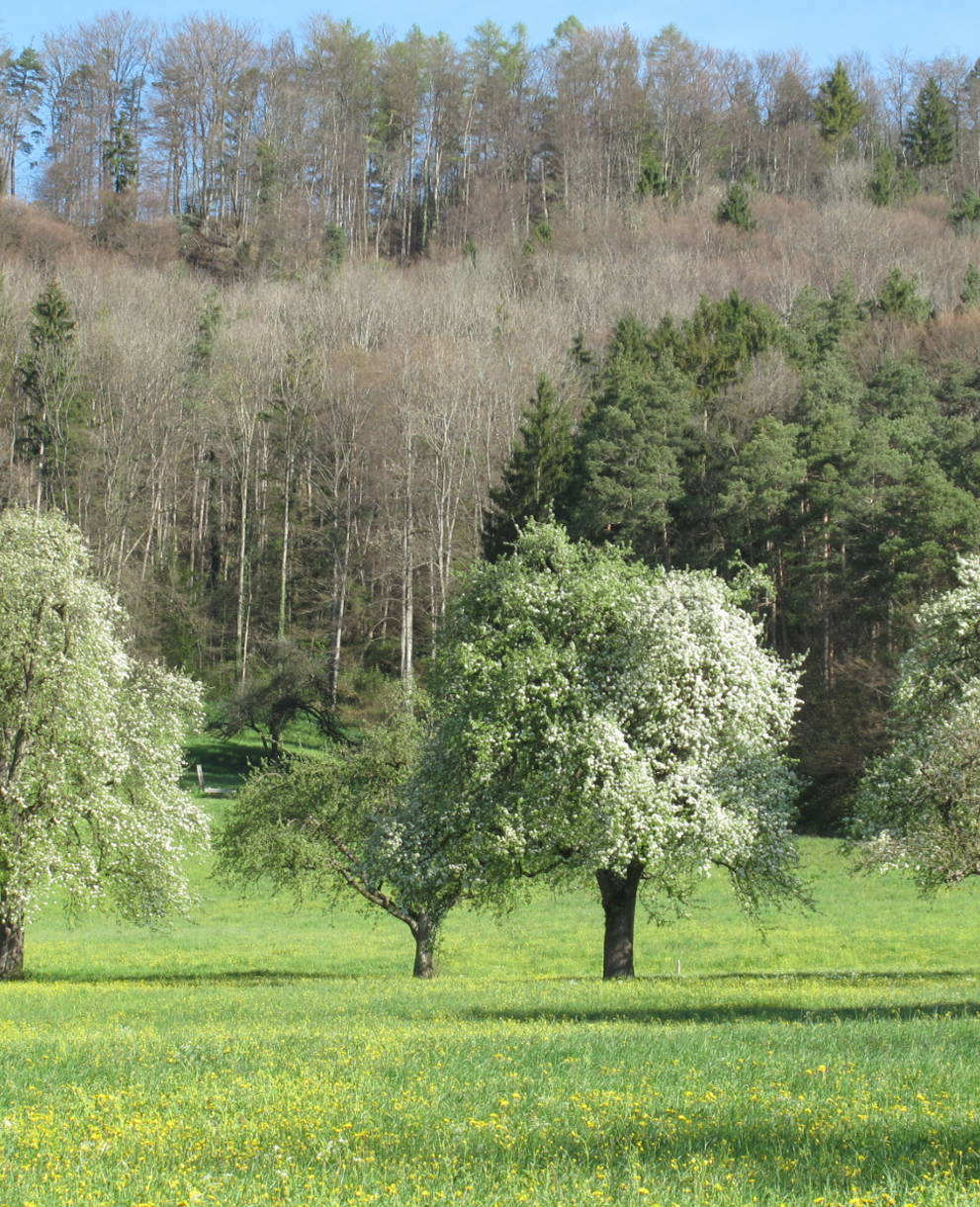 Blühende Hochstammobstbäume am Immenberg