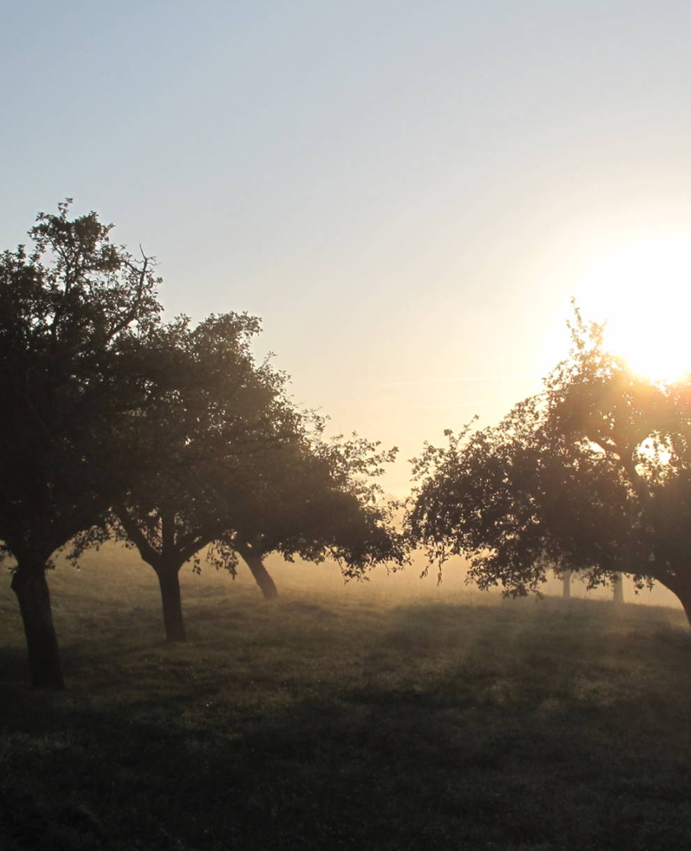 Hochstammbäume im Nebel von Morgensonne beschienen