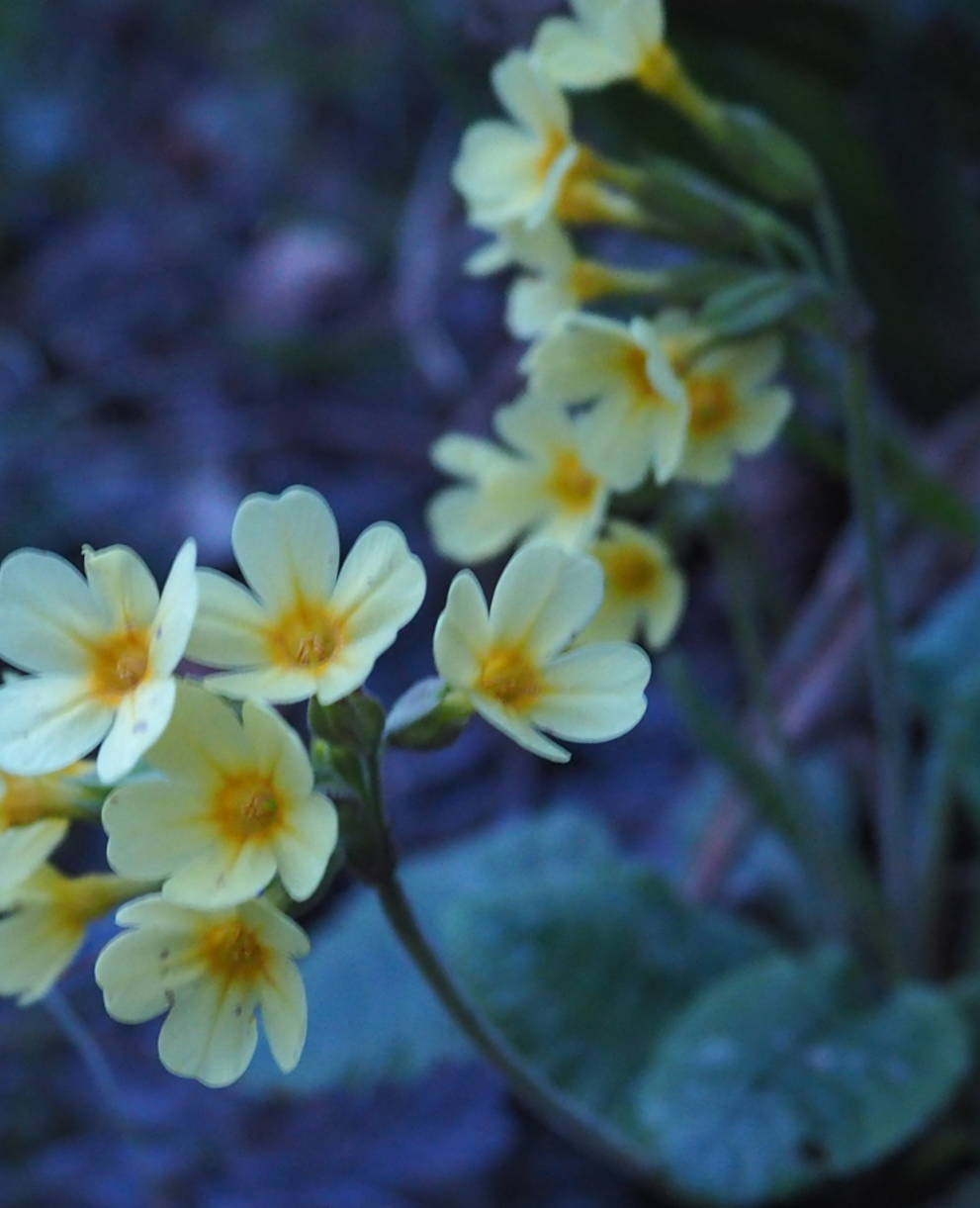 Schlüsselblume in Abenddämmerung