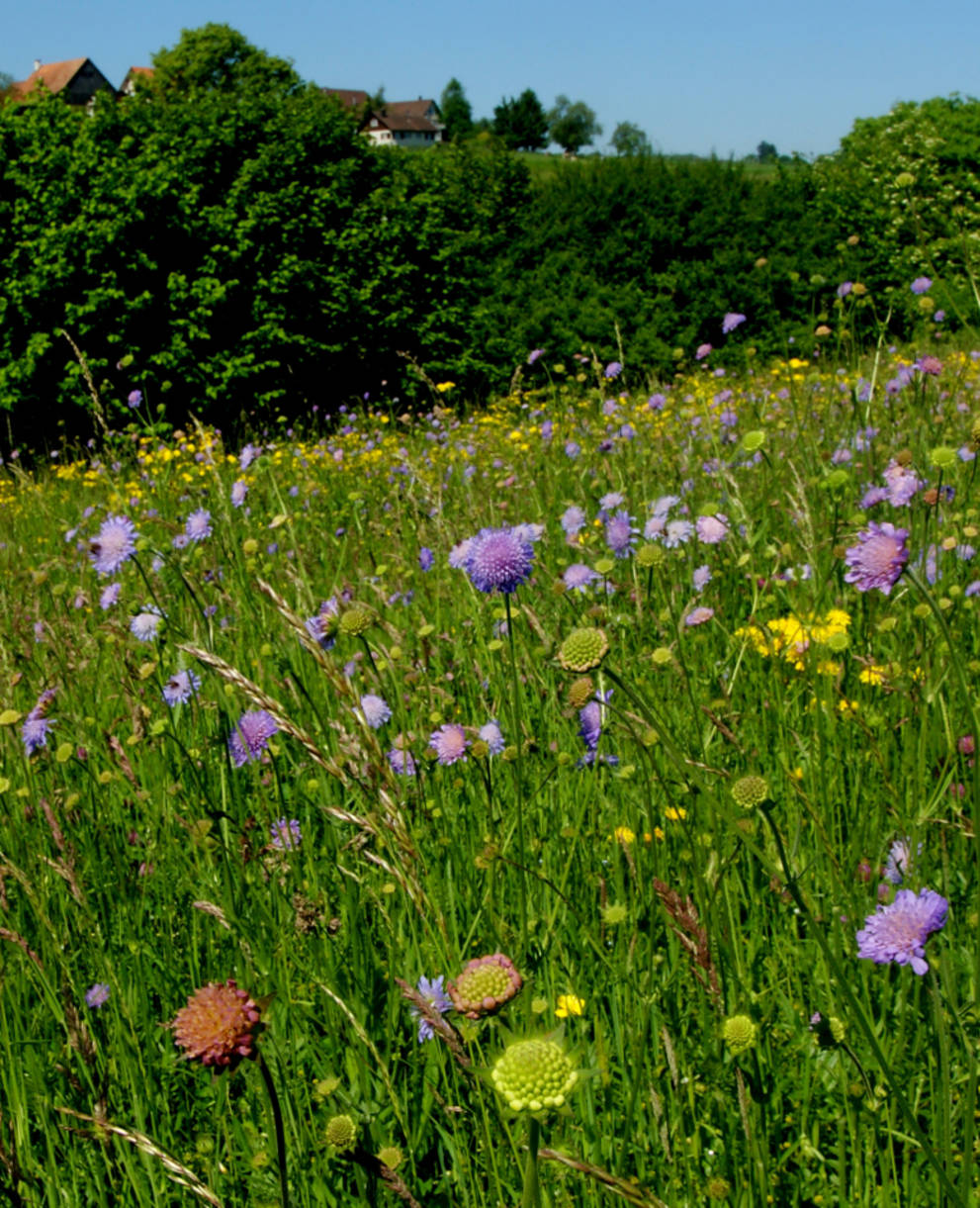 Grüne Wiese mit lila Witwenblumen bei Herrenhof