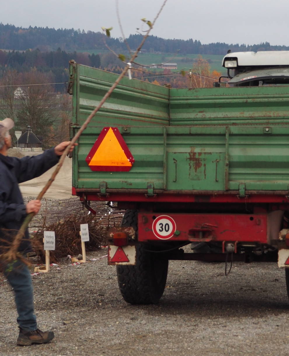 Ein Teilnehmer der Hochstammaktion laden einen Baum ein