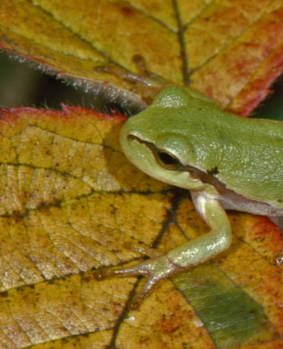 Laubfrosch auf Brombeerblatt