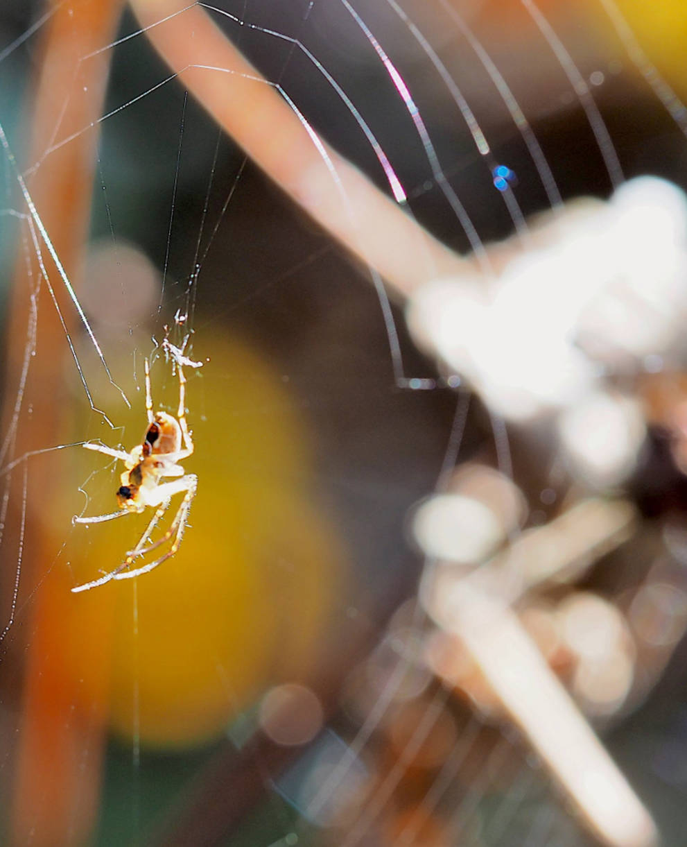 Spinne in ihrem Netz