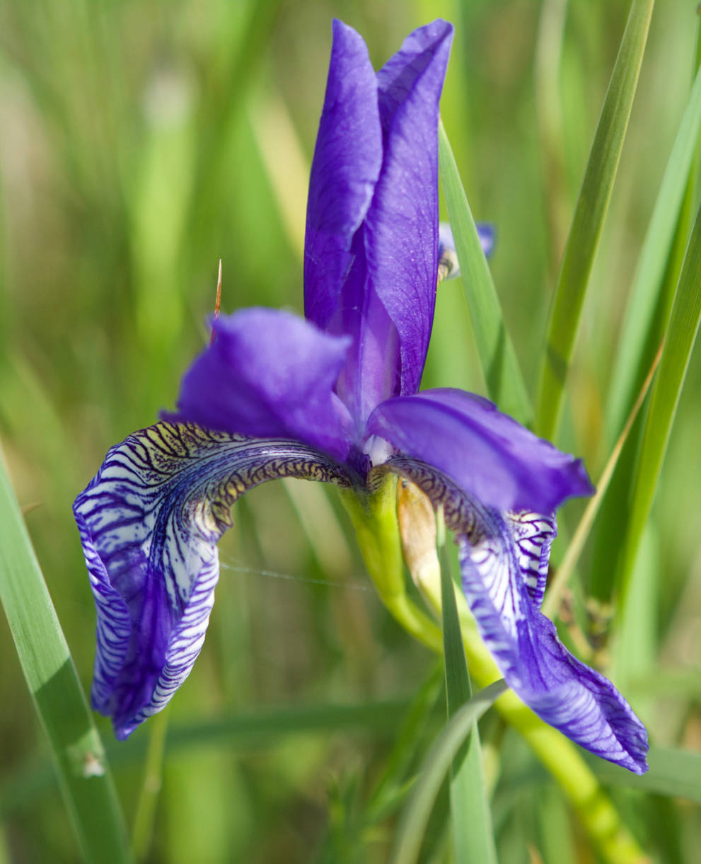 Sibirische Schwertlilie