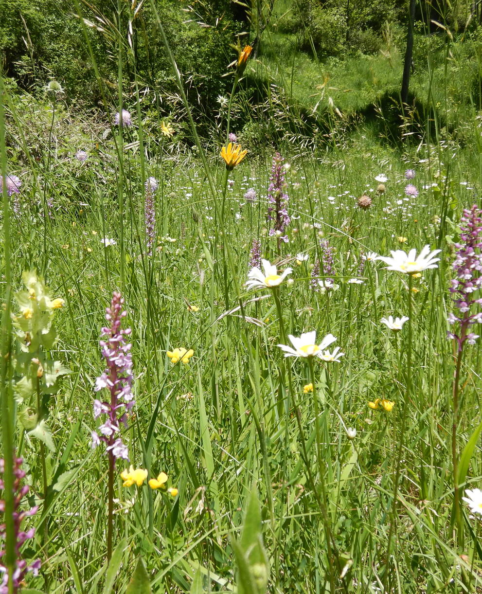 Blumenwiese am Immenberg