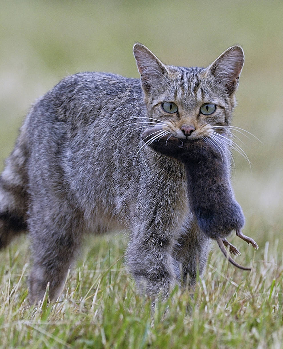 Wildkatze mit Mäusebeute