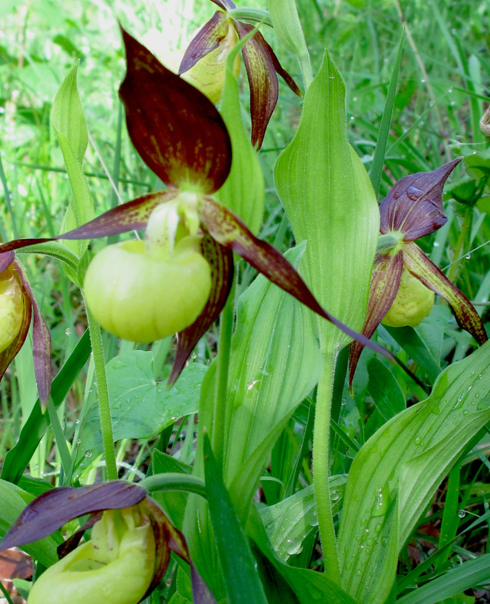 Frauenschuh in voller Blüte