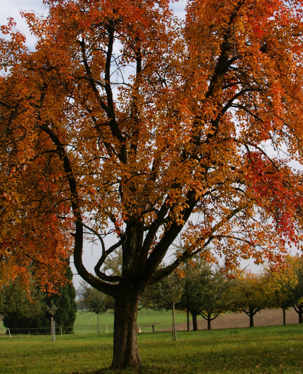 Thurgauer Hochstammbäume in Herbstfarben