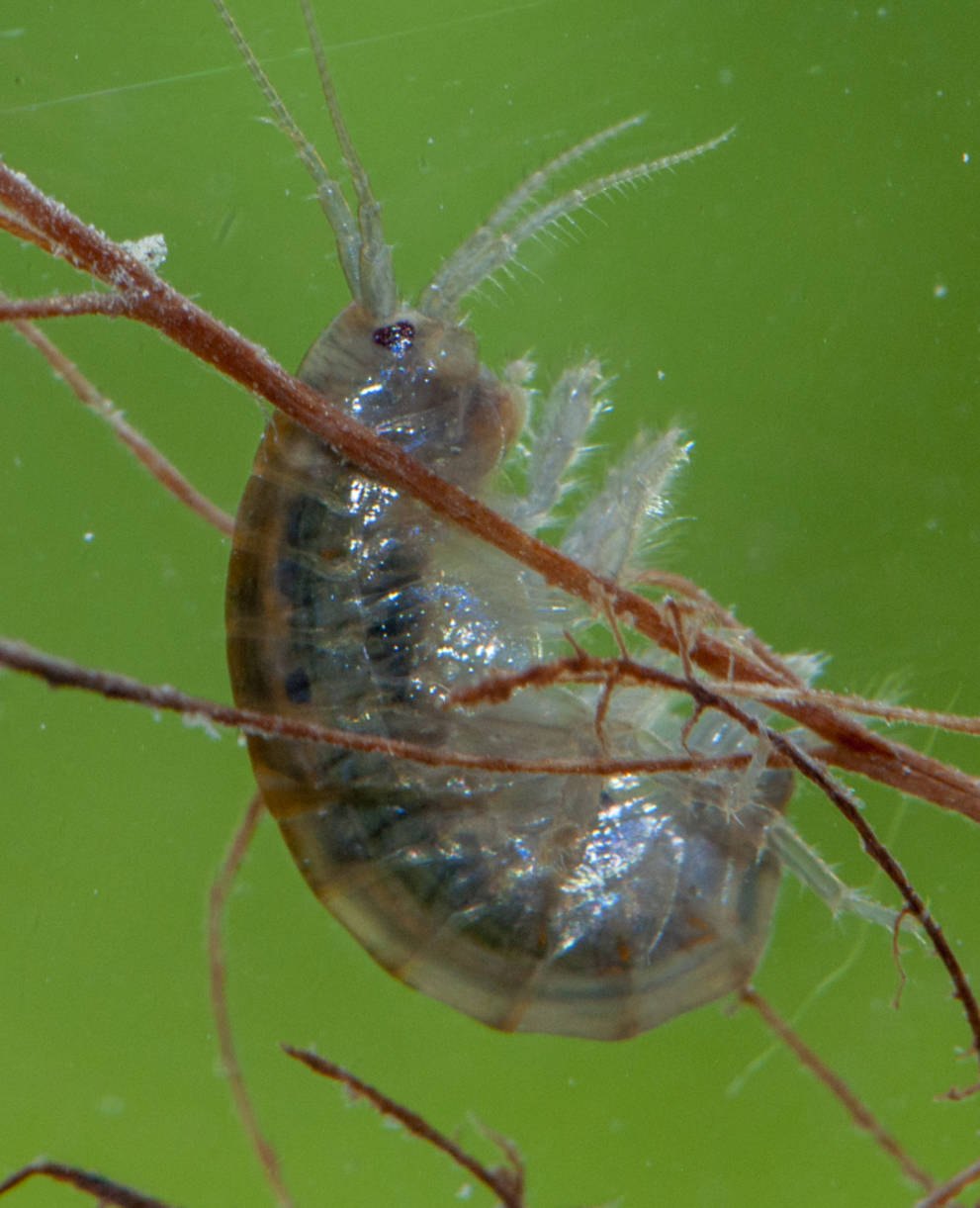 Bachflohkrebs im Wasser