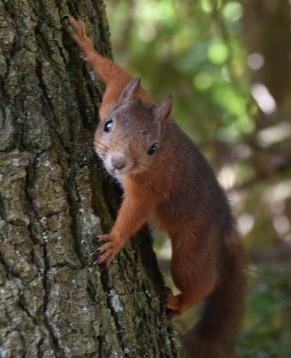 Eichhörnchen