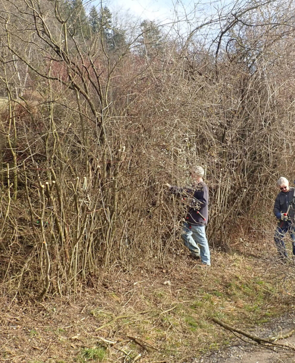 Freiwillige pflegen eine Hecke am Immenberg