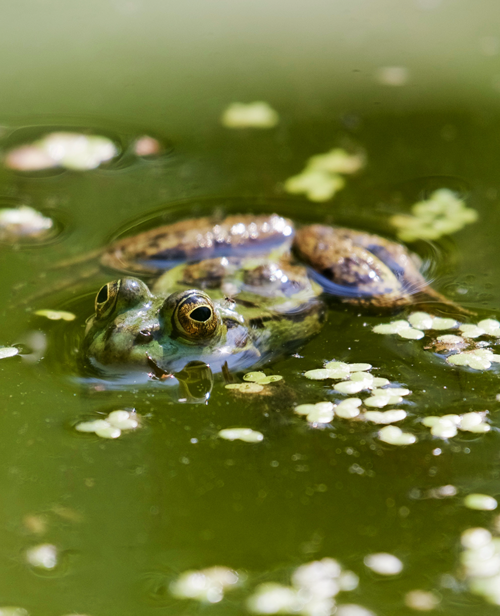 Amphibientümpel