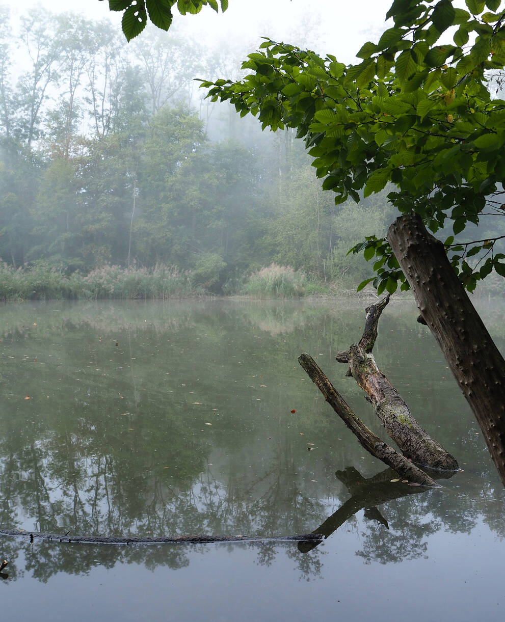 Lengwiler Weiher im Herbst