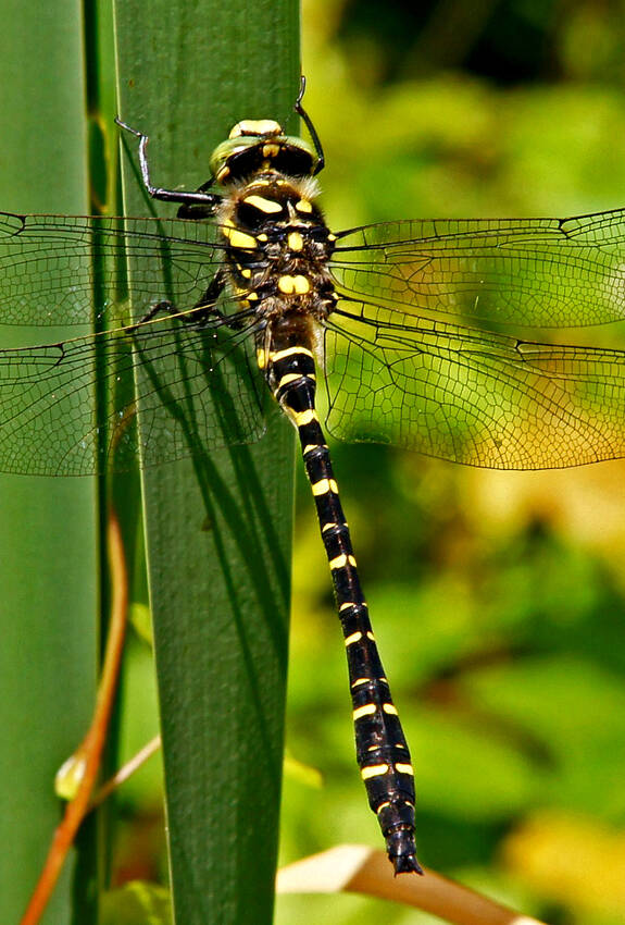 Gestreifte Quelljungfer an Schwertlilie