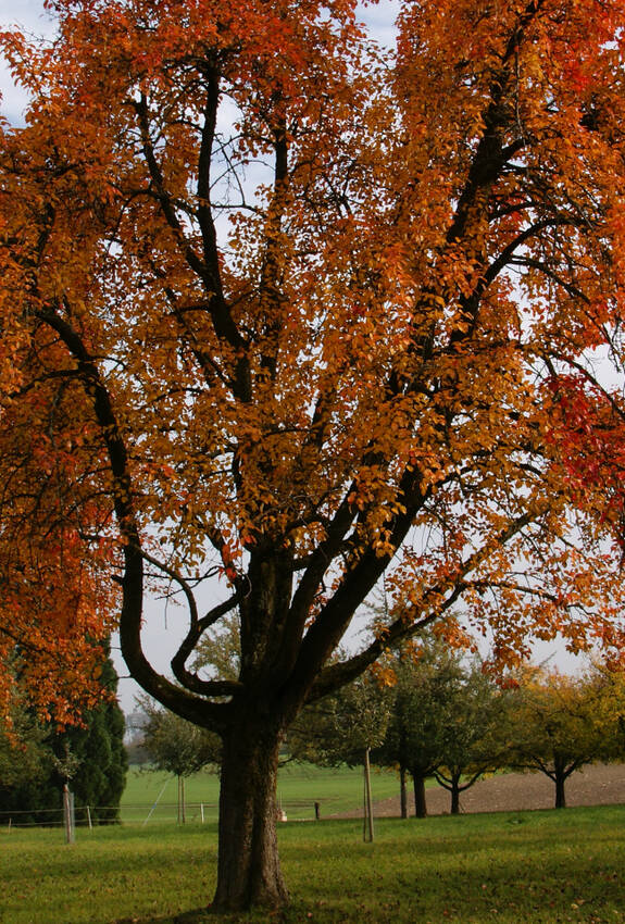 Thurgauer Hochstammbäume in Herbstfarben