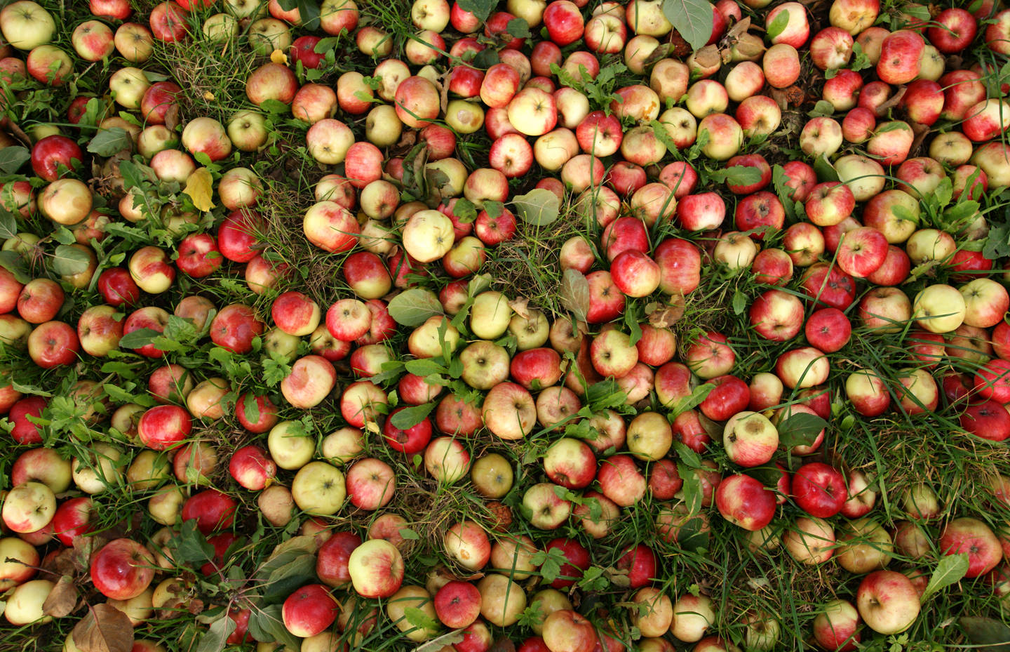 Bunte Äpfel im Herbst