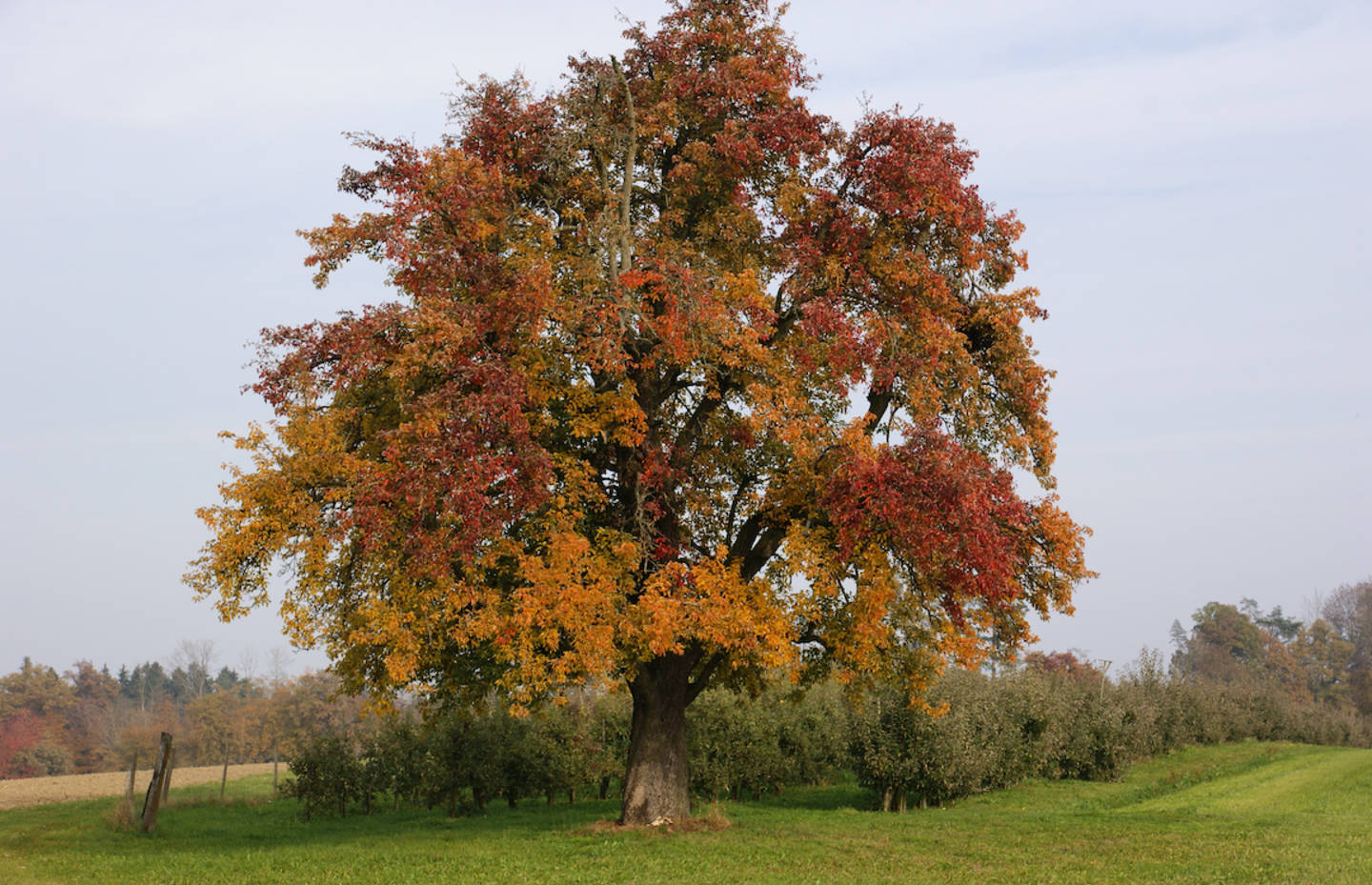 Prächtiger Hochstammobstbaum im Herbst