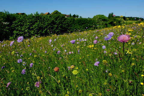 Atenreiche Blumenwiese